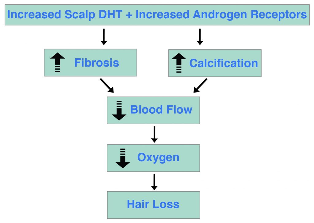 DHT Androgen Receptor Hair Loss