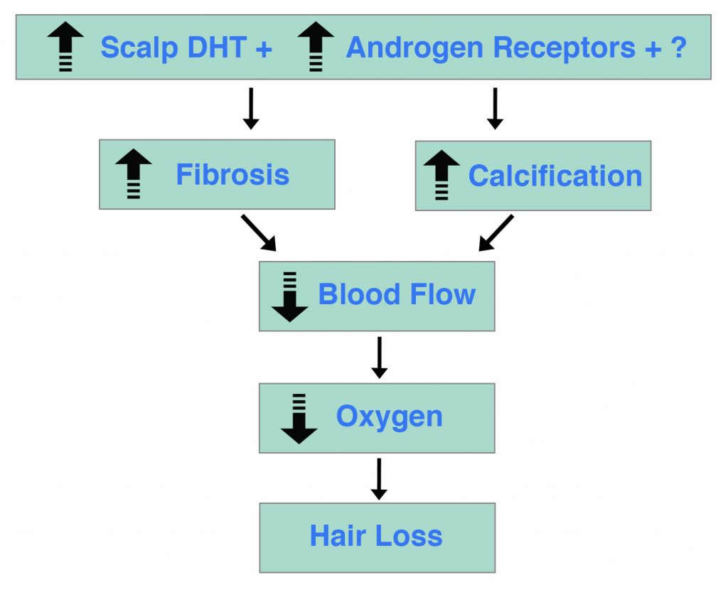 DHT Androgen Receptors Mystery Hair Loss