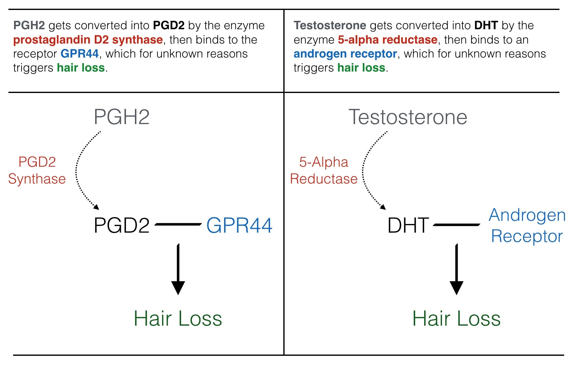 Prostaglandin D2 DHT Hair Loss Similar