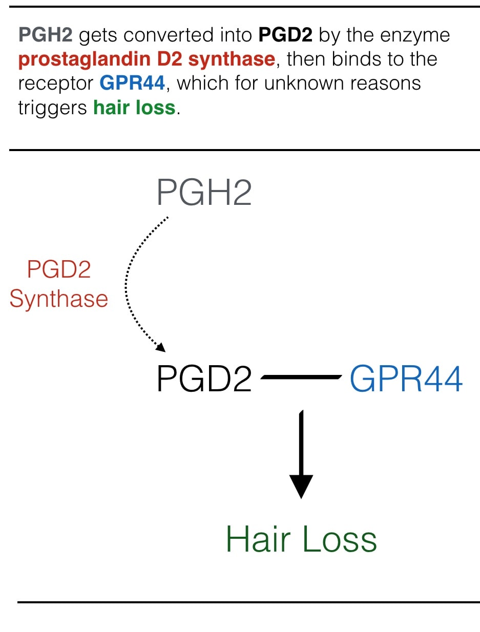 Prostaglandin D2 Hair Loss Flow Chart