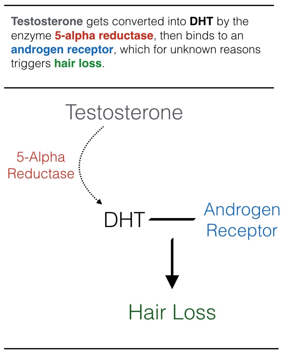 5-alpha reductase converts testosterone into DHT