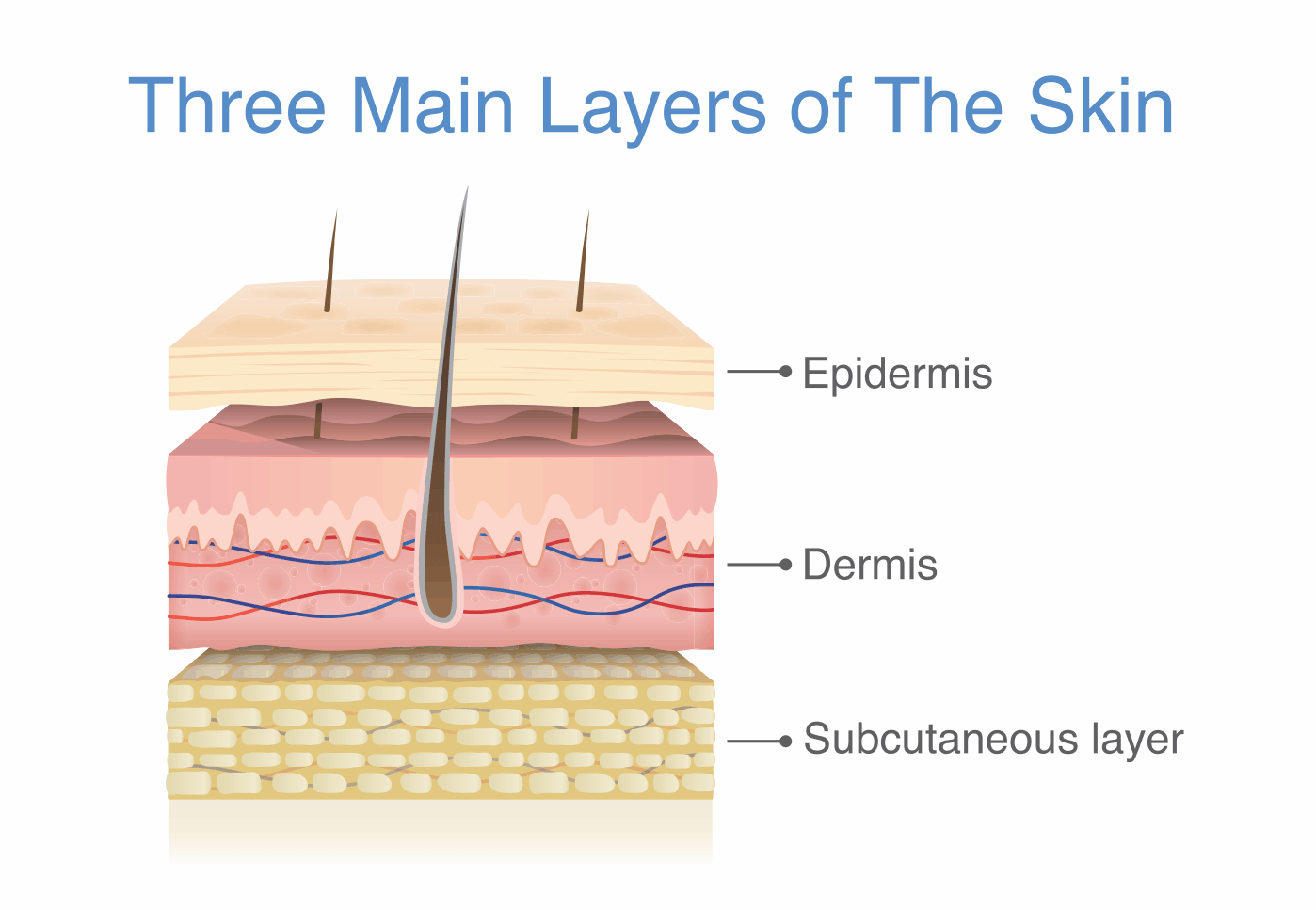 What Are The 3 Main Layers Of The Skin And Their Functions At Edward Cambra Blog