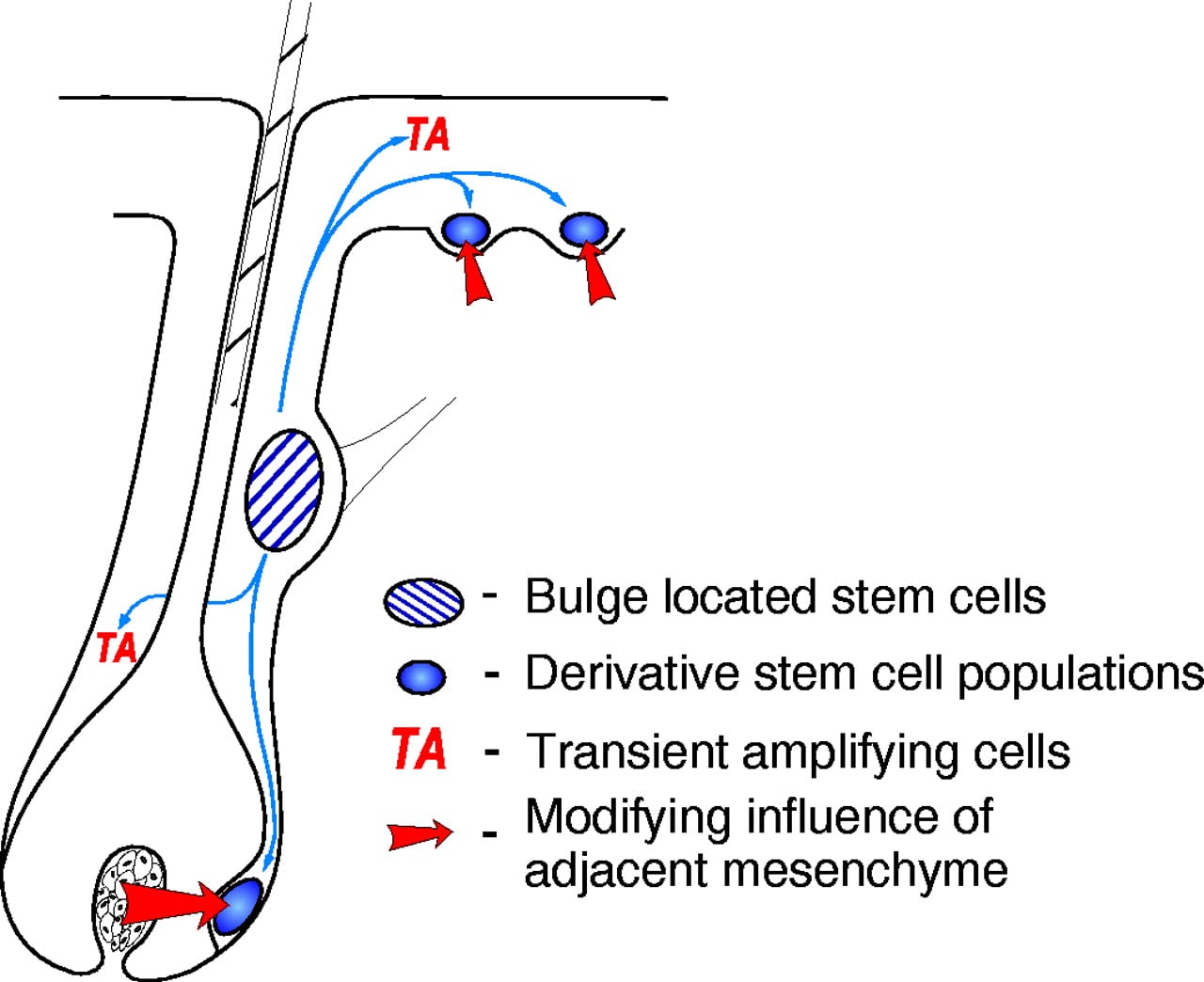 Hair follicle stem cell bulge