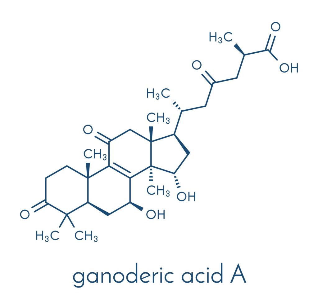 Reishi mushroom ganoderic acids: treatment for AGA?