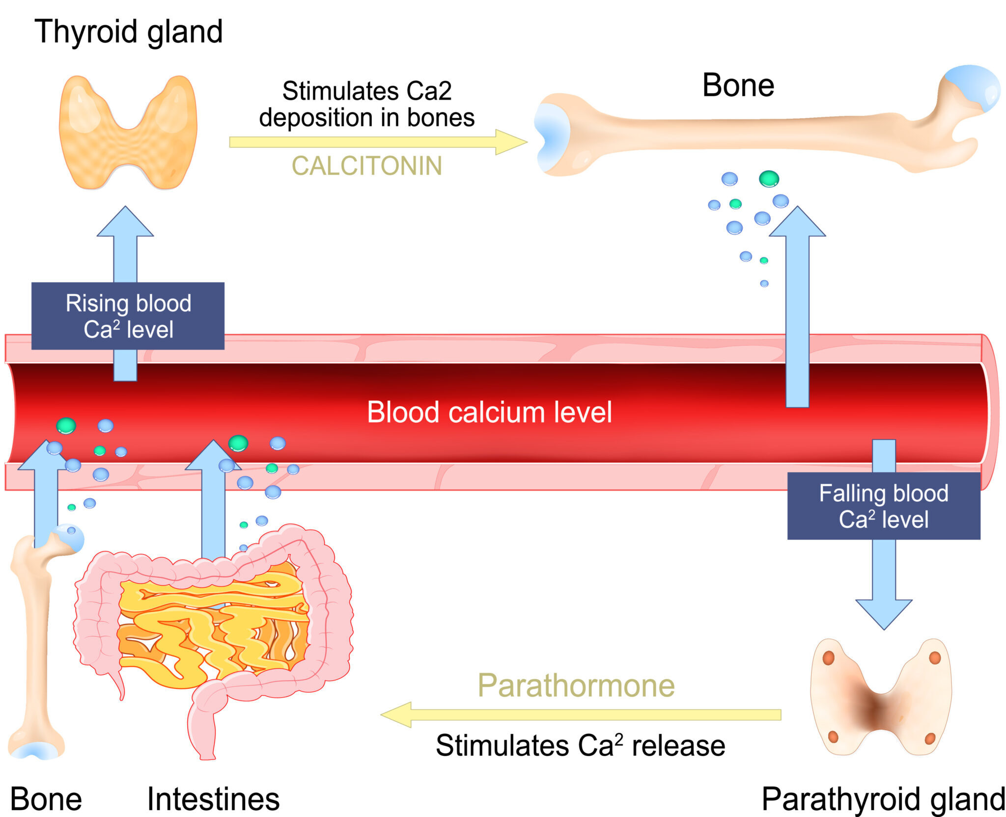 Calcium's Role In Hair Loss? It's Complicated. | 2020 ...