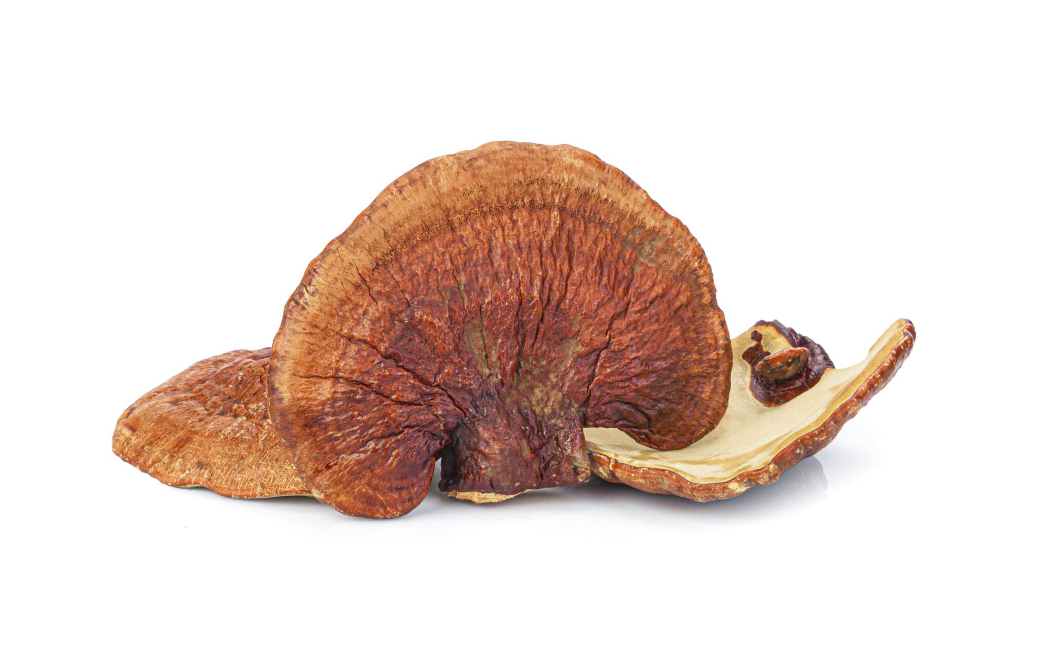 Reishi Mushroom for AGA