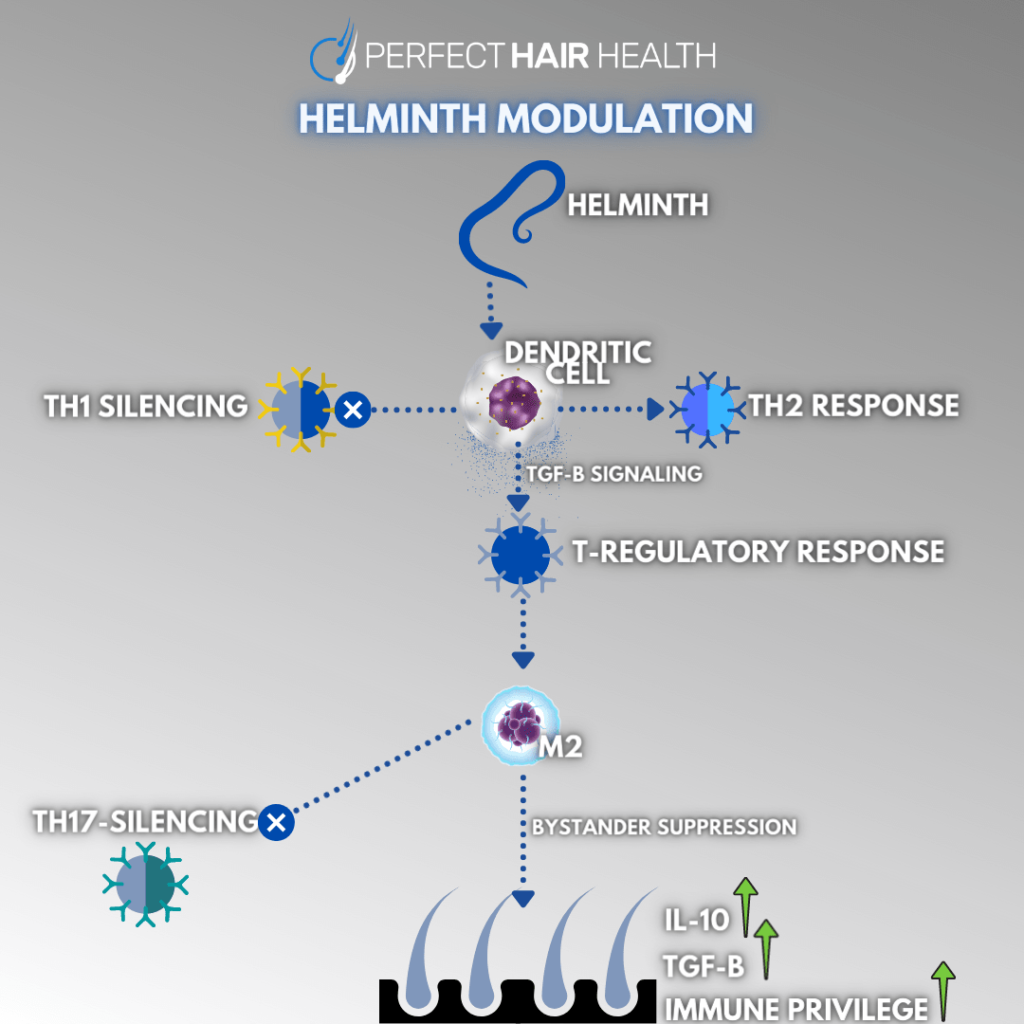 Helminth therapy for Hair loss