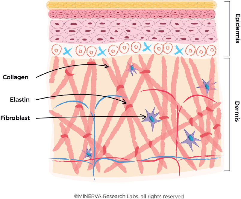 Skin dermis photo