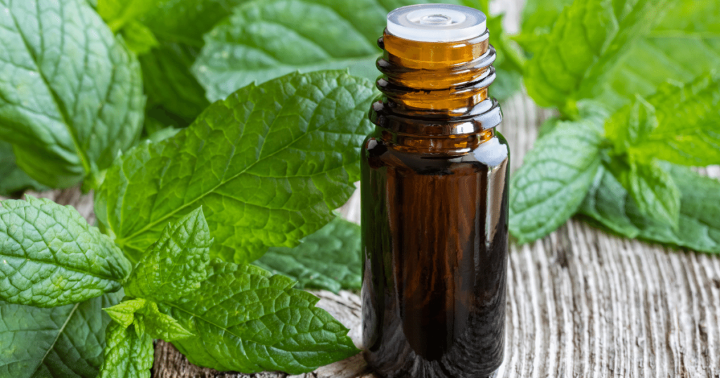 Peppermint Oil for Hair Growth Better Than Minoxidil? Perfect Hair