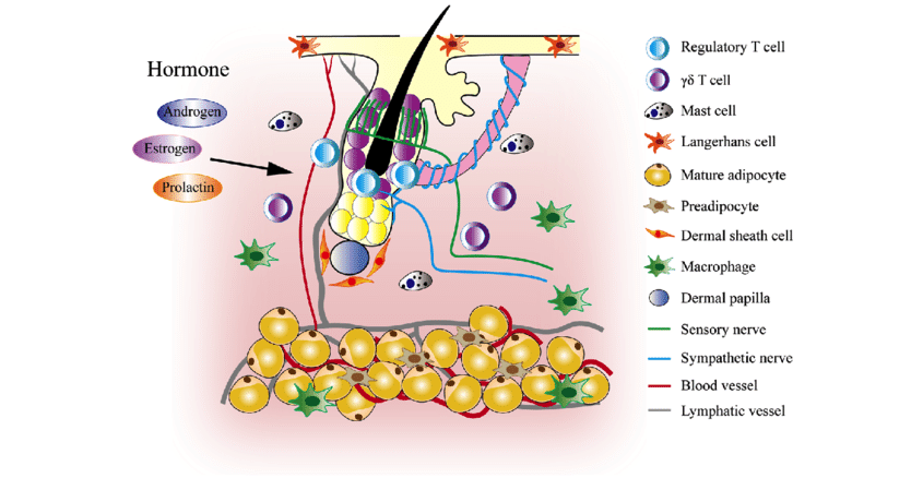 Hair follicle stem illustration